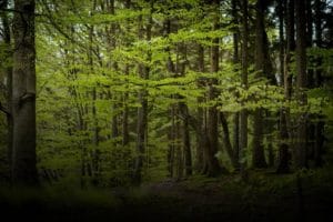 Trailblazing the woods